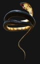 The World`s Longest Venomous Snake