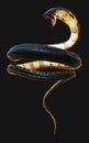 The World`s Longest Venomous Snake