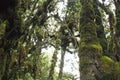 World's Oldest Mossy Forest