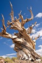 World's Oldest tree: the Bristlecone Pine Royalty Free Stock Photo