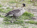 The world`s rarest goose the neme or Hawaiian goose.