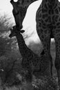 The world`s tallest mammal Giraffe loving her new baby Royalty Free Stock Photo