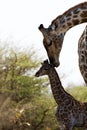 The world`s tallest mammal Giraffe loving her new baby Royalty Free Stock Photo