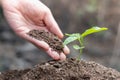 World soil day concept.Hand with green young plant growing in soil on nature background.planting trees back to the forest, Royalty Free Stock Photo