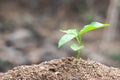 World soil day concept.Hand with green young plant growing in soil on nature background.planting trees back to the forest, Royalty Free Stock Photo