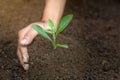 World soil day concept.Hand with green young plant growing in soil on nature background.planting trees back to the forest, Royalty Free Stock Photo