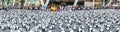 World tour 1,600 pandas in Bangkok