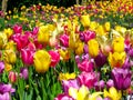 World of Tulips and Flowers