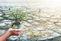 Earth Day concept: hand holding earth globe and  tree over blurred nature background Royalty Free Stock Photo