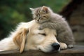 Unexpected companions a cat and dog prove that love knows no boundaries