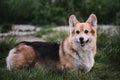 Worlds smallest shepherd dog. Pembroke tricolor Welsh Corgi stands in park on green grass and smiles with its mouth wide open and