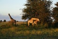 Worlds Tallest Mammal; the Giraffe Royalty Free Stock Photo