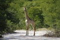Worlds Tallest Mammal; Reticulated Giraffe Royalty Free Stock Photo