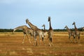 Worlds Tallest Mammal; Reticulated Giraffe Royalty Free Stock Photo