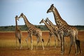 Worlds Tallest Mammal; Reticulated Giraffe Royalty Free Stock Photo