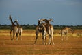 Worlds Tallest Mammal; Reticulated Giraffe Royalty Free Stock Photo