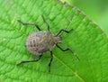 Brown marmorated stink bug Halyomorpha halys, young specimen Royalty Free Stock Photo