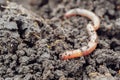 A worm begins to burrow into the ground, a close-up of an earthworm