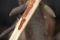 Worm burrowing inside the stem. Diseases and pests affecting cocoa plants. Selective focus