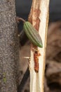 Worm burrowing inside the stem. Diseases and pests affecting cocoa plants. Selective focus