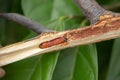 Worm burrowing inside the stem. Diseases and pests affecting cocoa plants. Selective focus