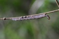 Worm of butterfly on branch Royalty Free Stock Photo