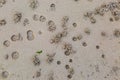 Worm Casts on a Beach Royalty Free Stock Photo