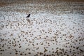 Worm Casts on a Beach at Low Tide