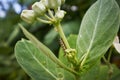 A worm caterpillar crawling on a green plant.