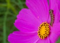 The Worm caterpillar on pink flower Royalty Free Stock Photo