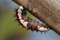 The worm,caterpillar, a worm on a tree. Royalty Free Stock Photo