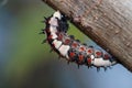 The worm,caterpillar, a worm on a tree. Royalty Free Stock Photo