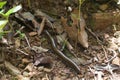 Worm centipede crawling between leaves and branches on the ground in the tropical forest in Cambodia Royalty Free Stock Photo