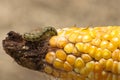 Worm in corn