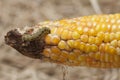 Worm in corn