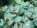 Worm crawling on succulents close up view