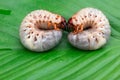 Worm of the Dynastinae on green leaf Royalty Free Stock Photo
