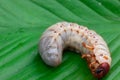 Worm of the Dynastinae on green leaf Royalty Free Stock Photo