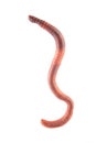 Worm