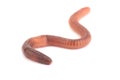 Worm Royalty Free Stock Photo