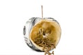 Worm eat US dollar apple Royalty Free Stock Photo