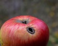 Worm-eaten apple