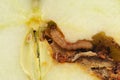 Worm Eating Apple Macro Royalty Free Stock Photo