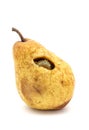 Worm eating Conference pear (Pyrus communis) isolated