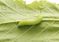 Worm eating green leaf