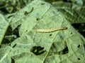 A worm eating the leaf of soy plant