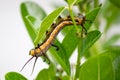 A worm eating leaves carefully until it is gone, it leaves half