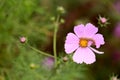 worm eating petal on the cosmos flower in garden