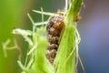 A worm eating plant corn on the field