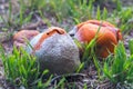 worm eating rotten oranges Royalty Free Stock Photo